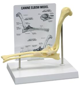 GPI Anatomicals® Canine Elbow