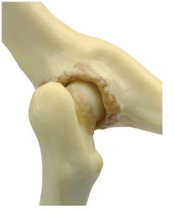 GPI Anatomicals® Feline Joints