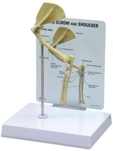 GPI Anatomicals® Feline Elbow / Shoulder