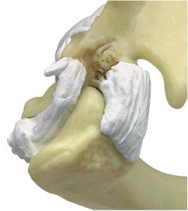 GPI Anatomicals® Feline Elbow / Shoulder