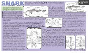 Dogfish Dissection Placemat