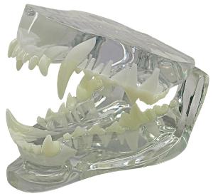 GPI Anatomicals® Clear Canine Jaw