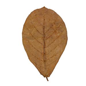 Large catappa leaves