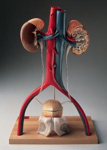 Denoyer-Geppert® Urinary System Models