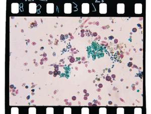 Mixed Flagellates Slide