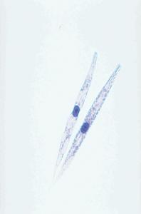 Euglena Slide