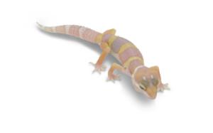 Juvenile albino leopard gecko