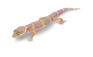 Juvenile albino leopard gecko