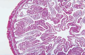 Metridium Slide