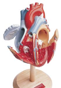 Denoyer-Geppert® The Heart of America Model