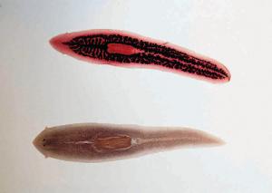 Planaria Slides