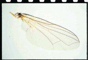 Housefly Wing Slide