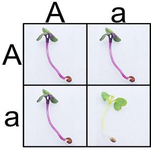 MINIPCR plant genetics lab