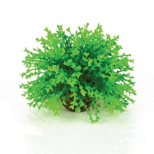 biOrb® Individual Plants