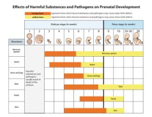 Science Take-Out® Life Support For A Developing Baby