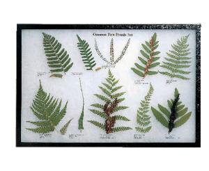 Common Fern Fronds Riker Mount