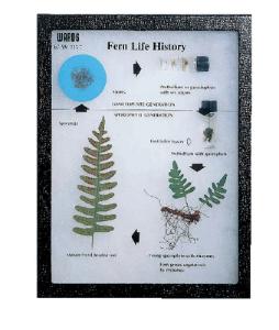 Fern Life History Riker Mount