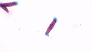 Paramecium, four types