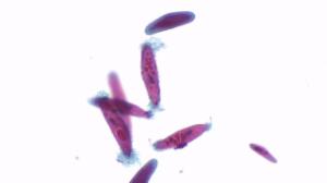 Paramecium, four types