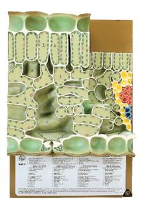 Somso® Deciduous Leaf Section Model