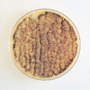 <i>Aspergillus niger</i>