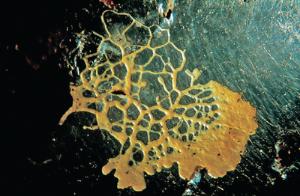 Live <i>Physarum polycephalum</i> Culture