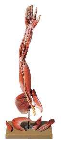 Somso® Comprehensive Arm Musculature Model