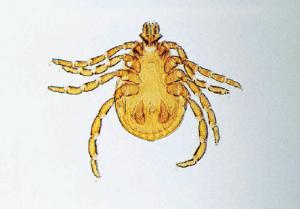 Tick and Mite Slide