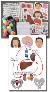 You’re in Control: Endocrine System Manipulative