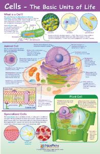 Curriculum Mastery Posters