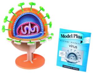 Model Plus: Cells