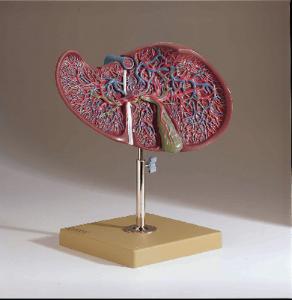 Somso® Liver and Gallbladder Model