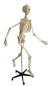 Rudiger® Physiology Skeleton