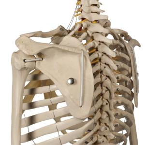 Rudiger® Physiology Skeleton