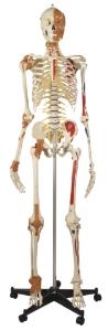 Rudiger® Best Of Rudiger Skeleton