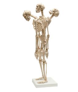 Rudiger® Small Scale Human Skeleton Models