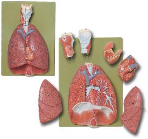 Somso® Thoracic Organs Model