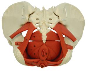 Rudiger® Pelvic Floor Muscles And Flexible Pelvis