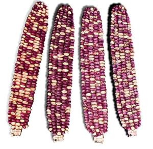 Corn Crop Genetics Kit