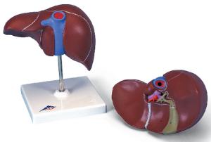 3B Scientific® Liver Model With Gallbladder