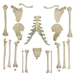 Rudiger® Individual Bones