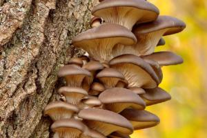 miniPCR® Mushroom ID Project: Fungal DNA Barcoding Kits