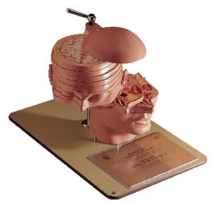 Somso® Horizontal Sections of Head Model