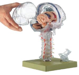 Somso® Transparent Brain Model