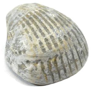 Fossil replica, bivalve