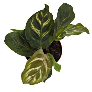 Calathea