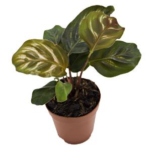 Calathea