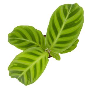 Calathea