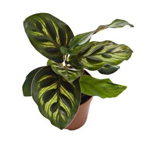 Calathea