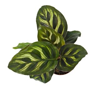 Calathea